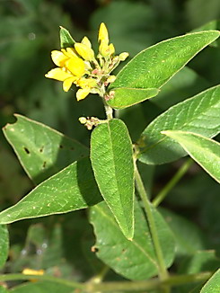 Lysimachia vulgaris, Gilbweiderich, Färberpflanze,  Färbepflanze
